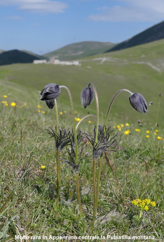 Orchidee a Campo Imperatore tra Medioevo e wilderness  primavera 2023